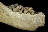 Irish Elk Jaw Section - Pleistocene, Germany #123491-4